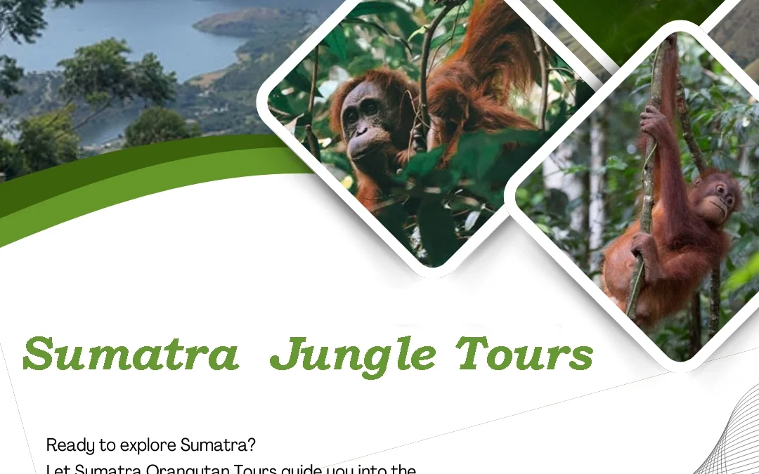 Sumatra Jungle Tours | Explore the Wild Heart of Sumatra