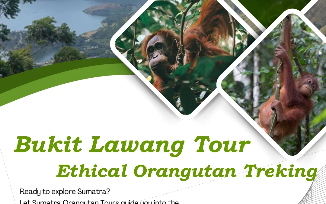 Bukit Lawang Tour | Ethical Orangutan Adventures in Sumatra