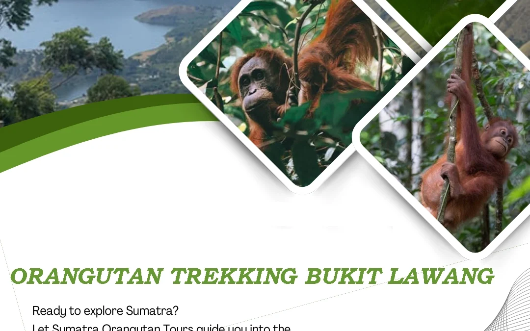 Bukit Lawang Orangutan Trekking | Into the Heart of Sumatra’s Rainforest