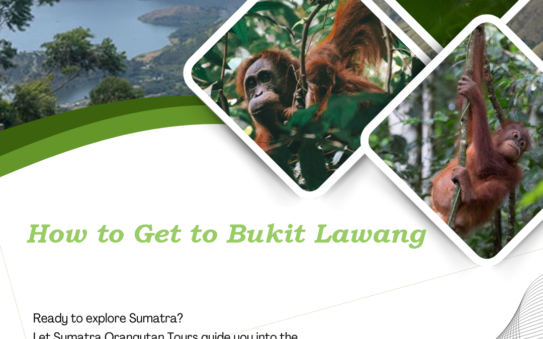 How to Get to Bukit Lawang from Kualanamu Airport | Complete Travel Guide