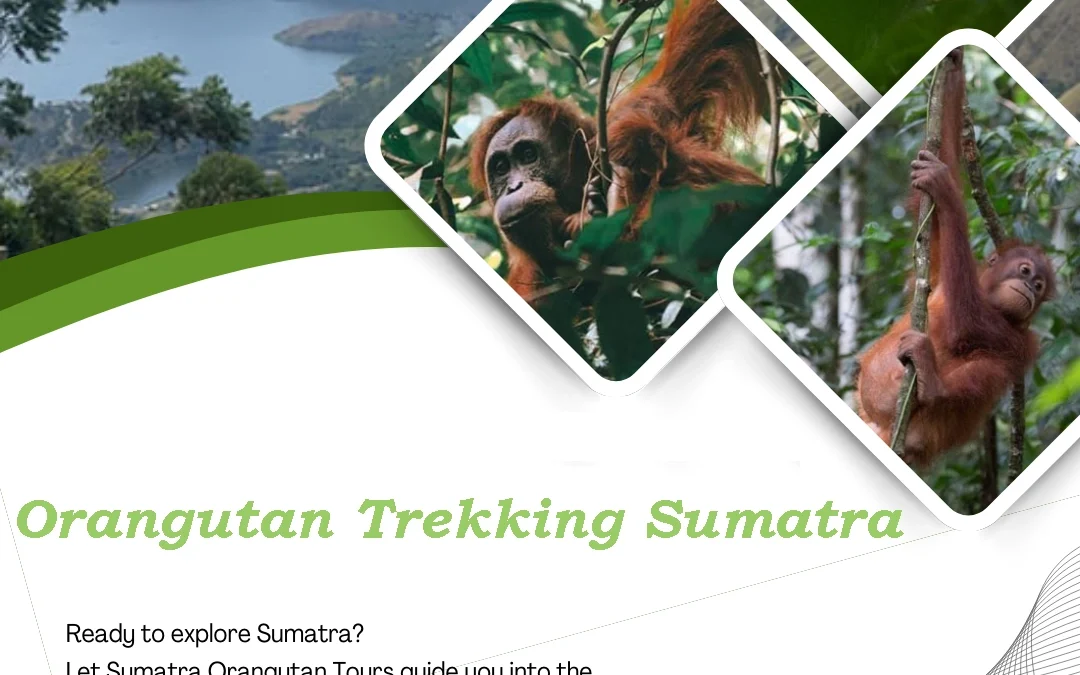 Orangutan Trekking Sumatra | Explore the Rainforest of Bukit Lawang